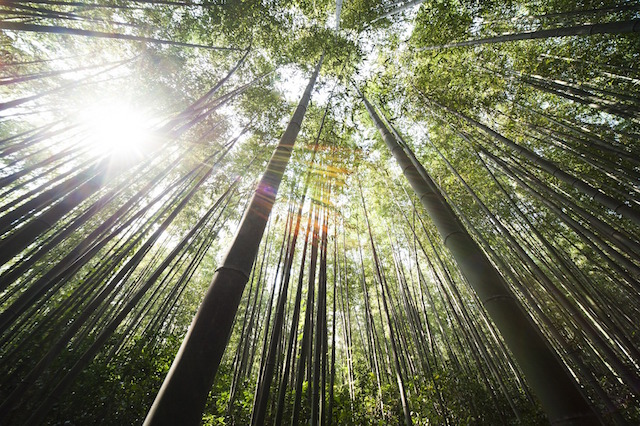 3 Powerful Life Lessons from The Chinese Bamboo - Timewiser.com